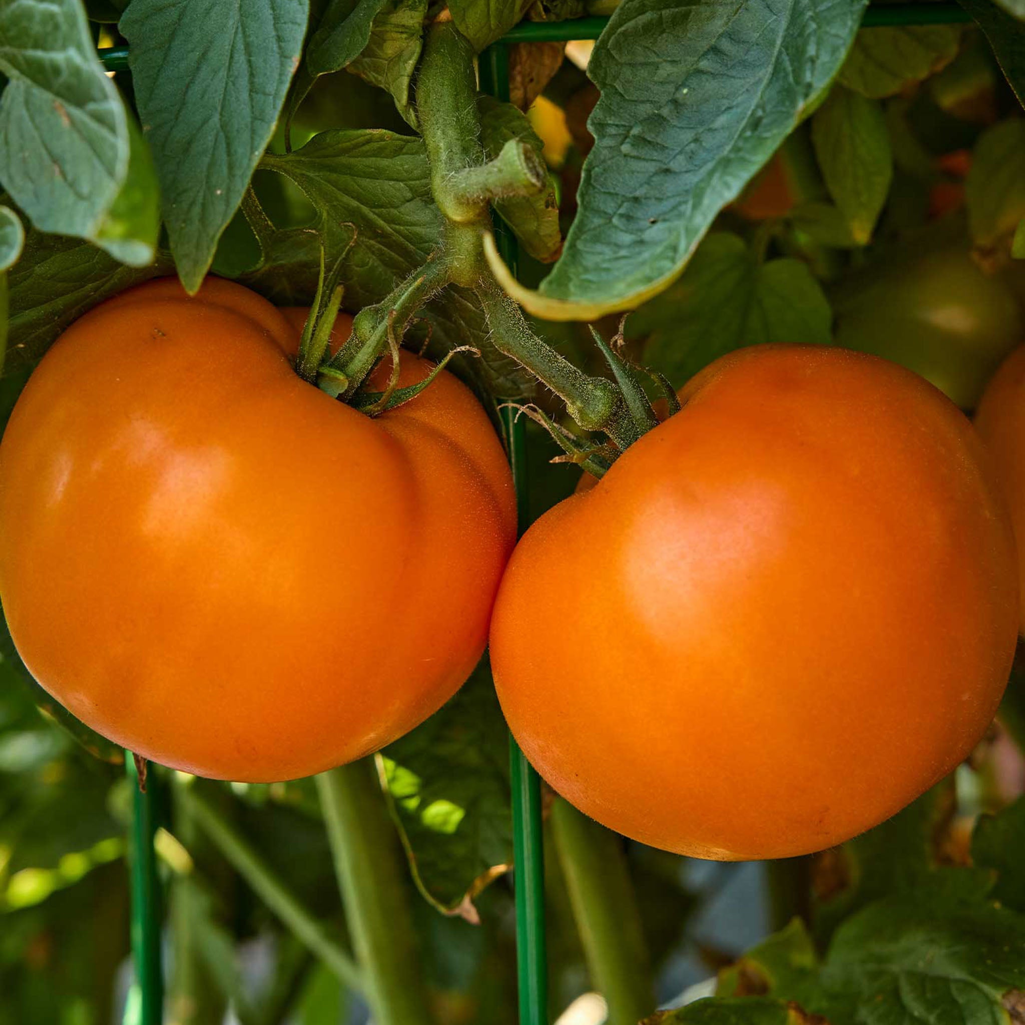 Orange Wellington Tomato