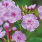 Cover Girl Phlox Paniculata