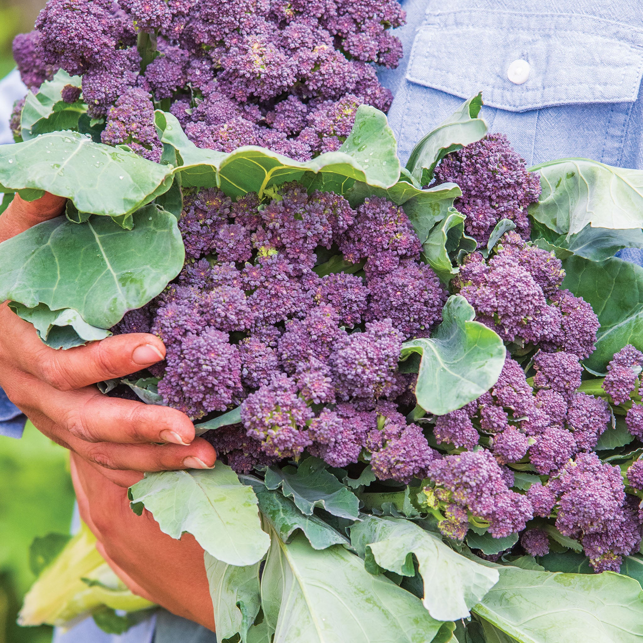 Burgundy Sprouting Broccoli