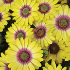 Blue Eyed Beauty Osteospermum