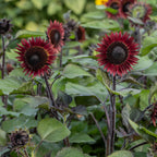 Desire Red Sunflower