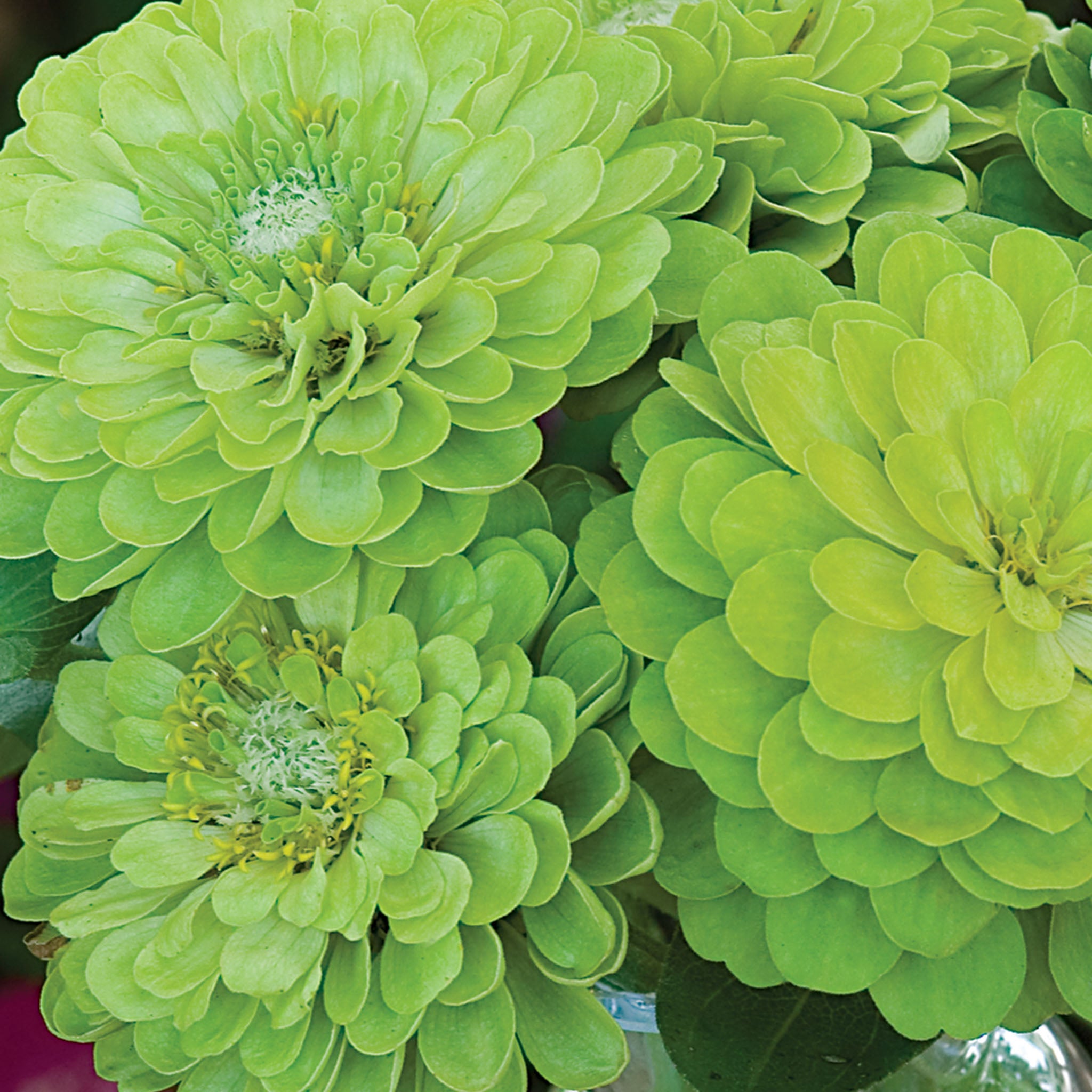 Envy Zinnia