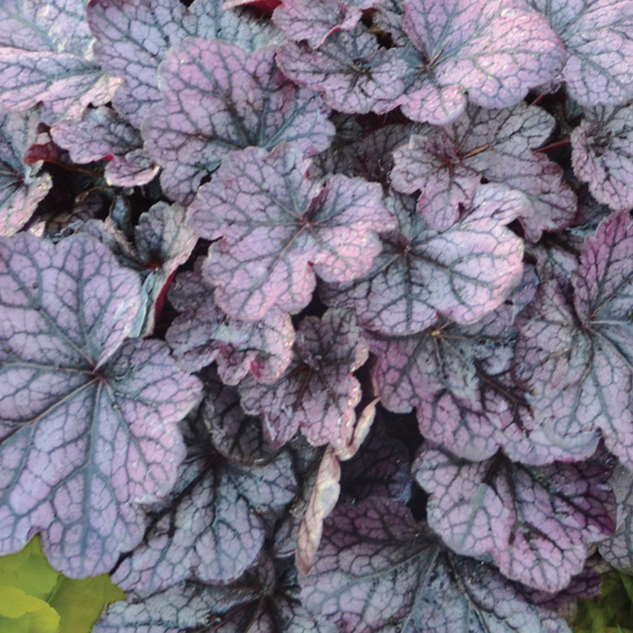Grape Expectations Heuchera