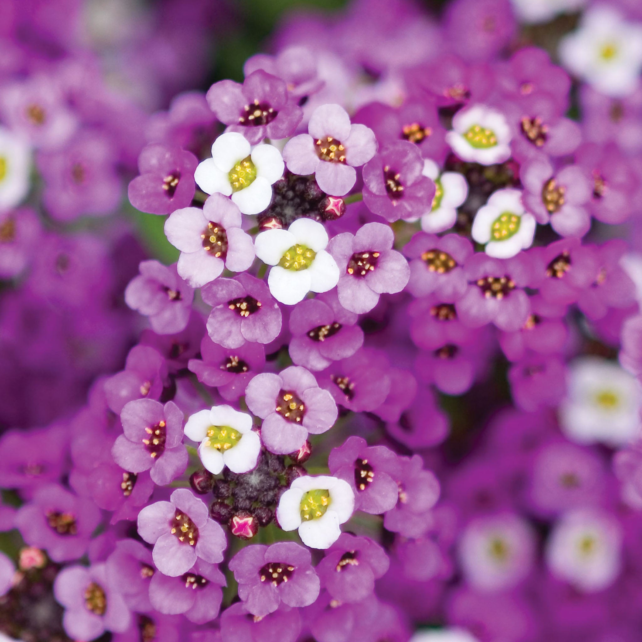 Royal Carpet Alyssum