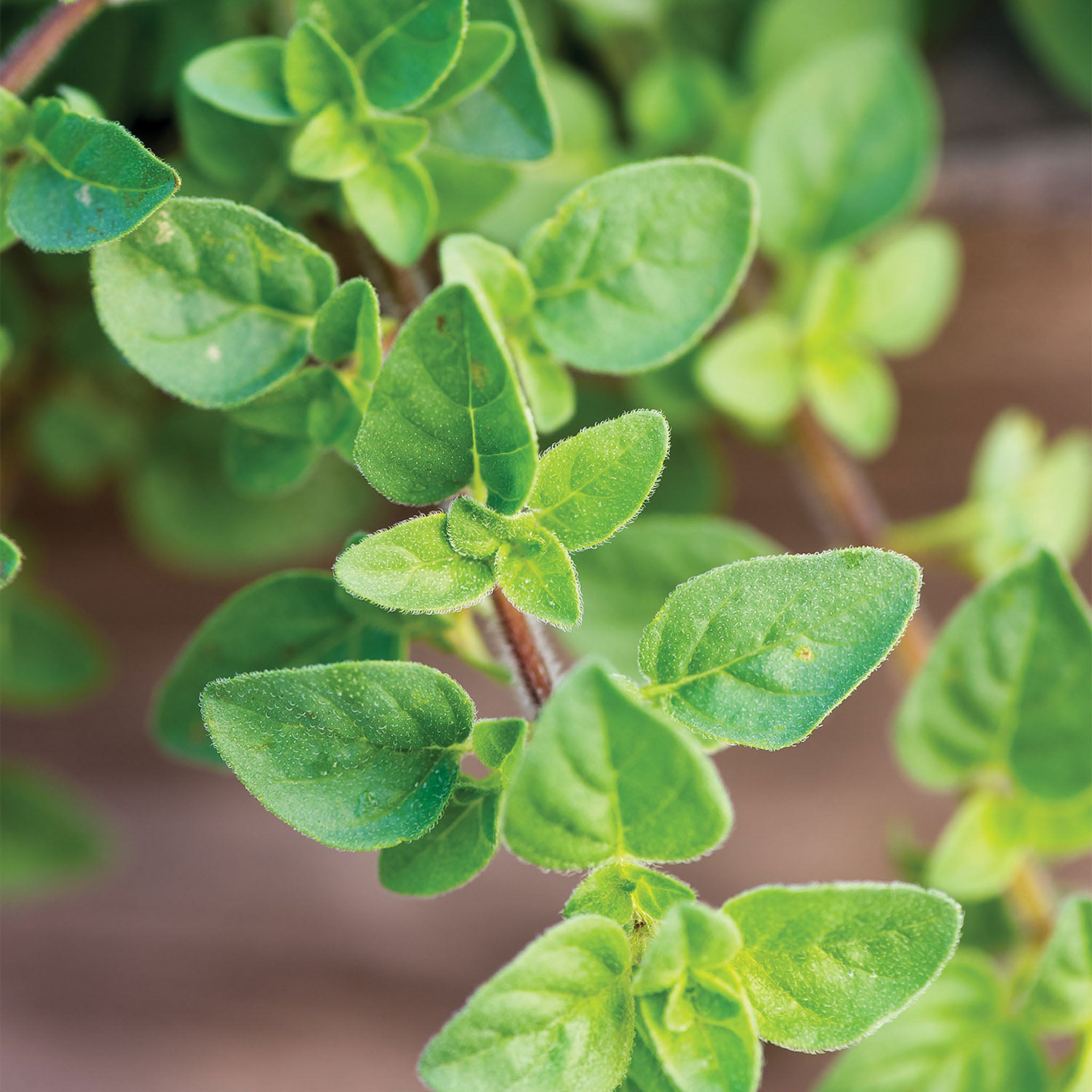 Hot & Spicy Oregano