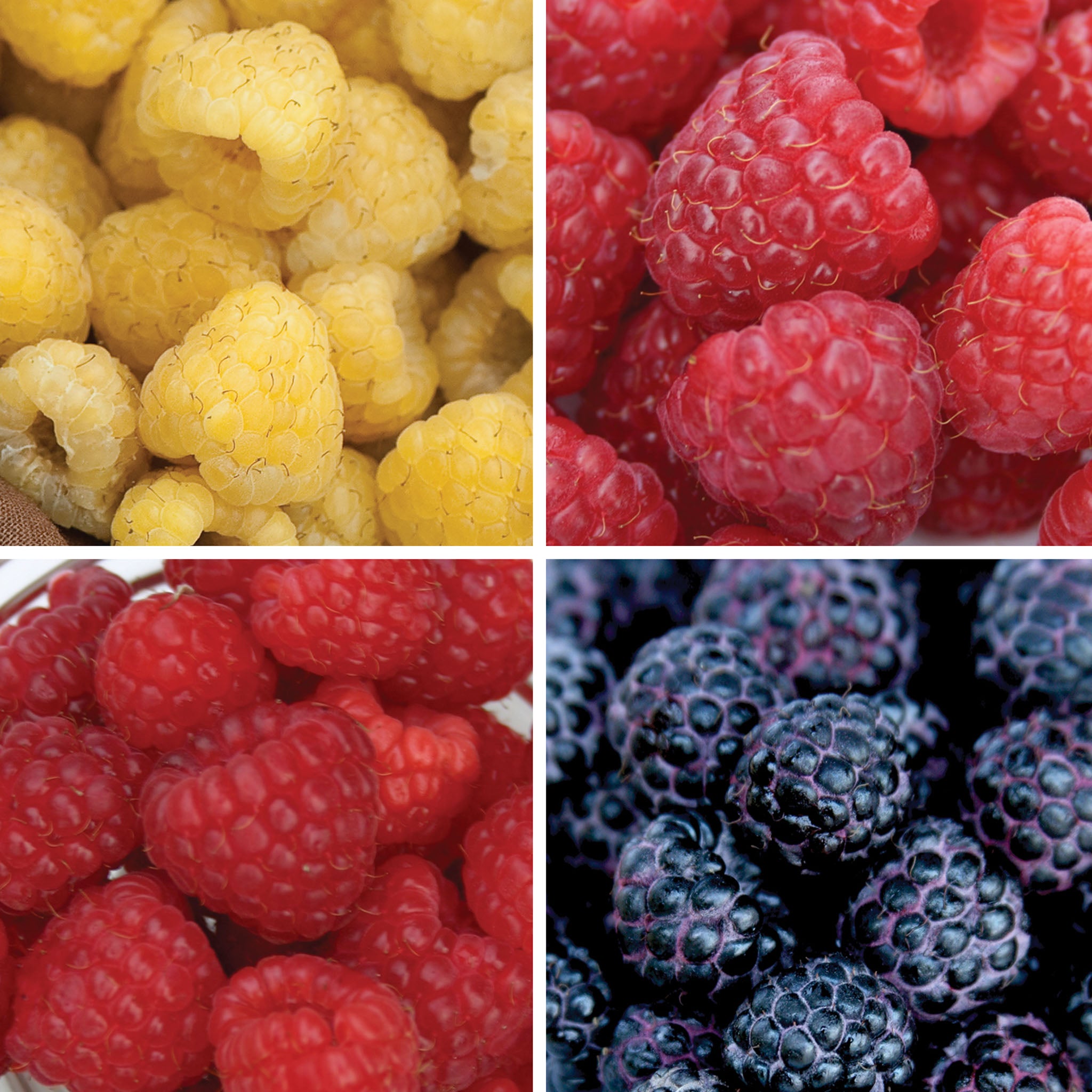 Favorite Collection Raspberry Bare Roots