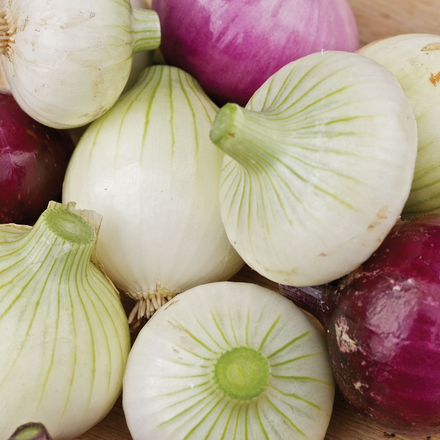 Short Day Collection Onion