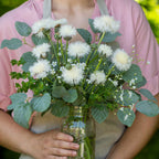 The Bride Centaurea