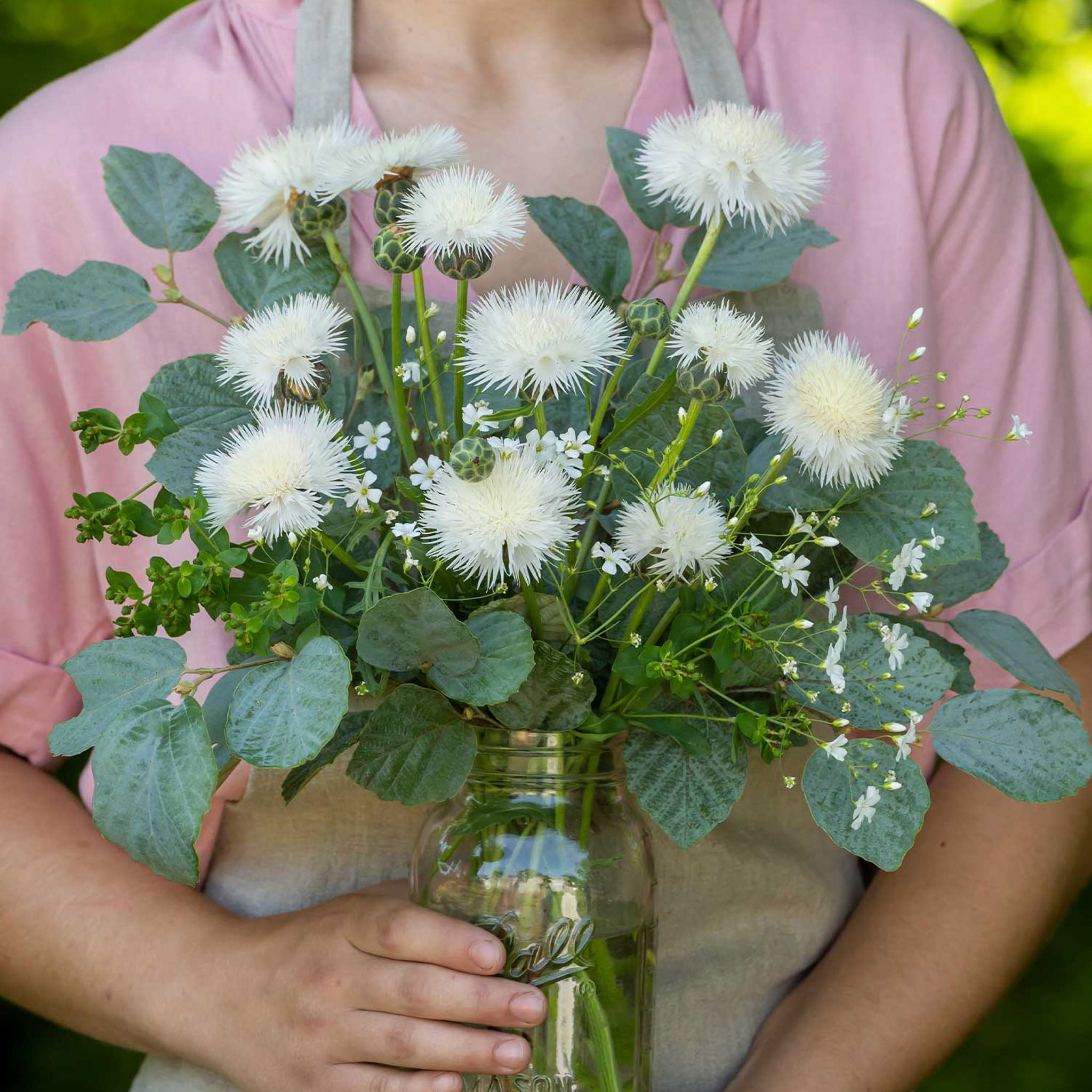 The Bride Centaurea
