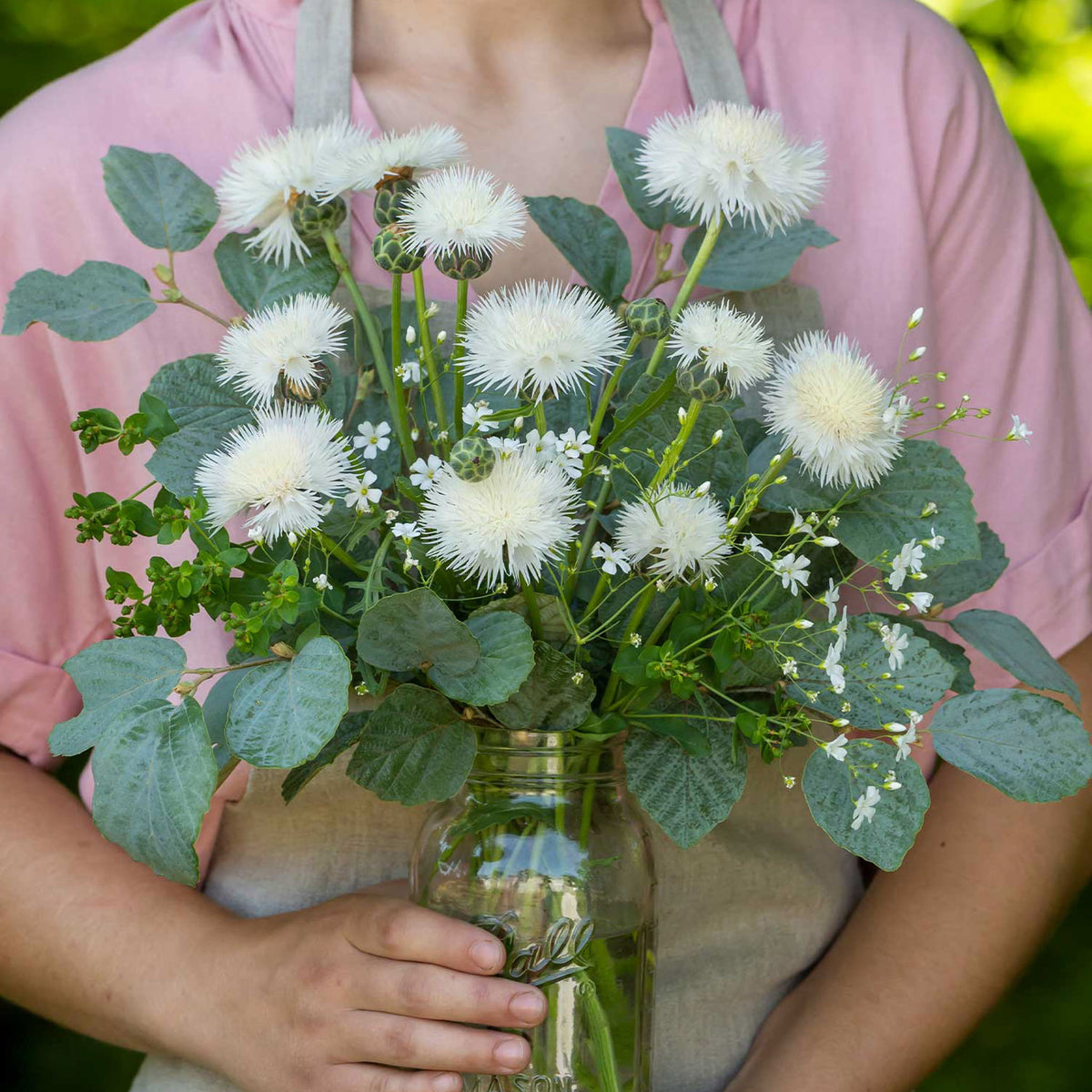 The Bride Centaurea