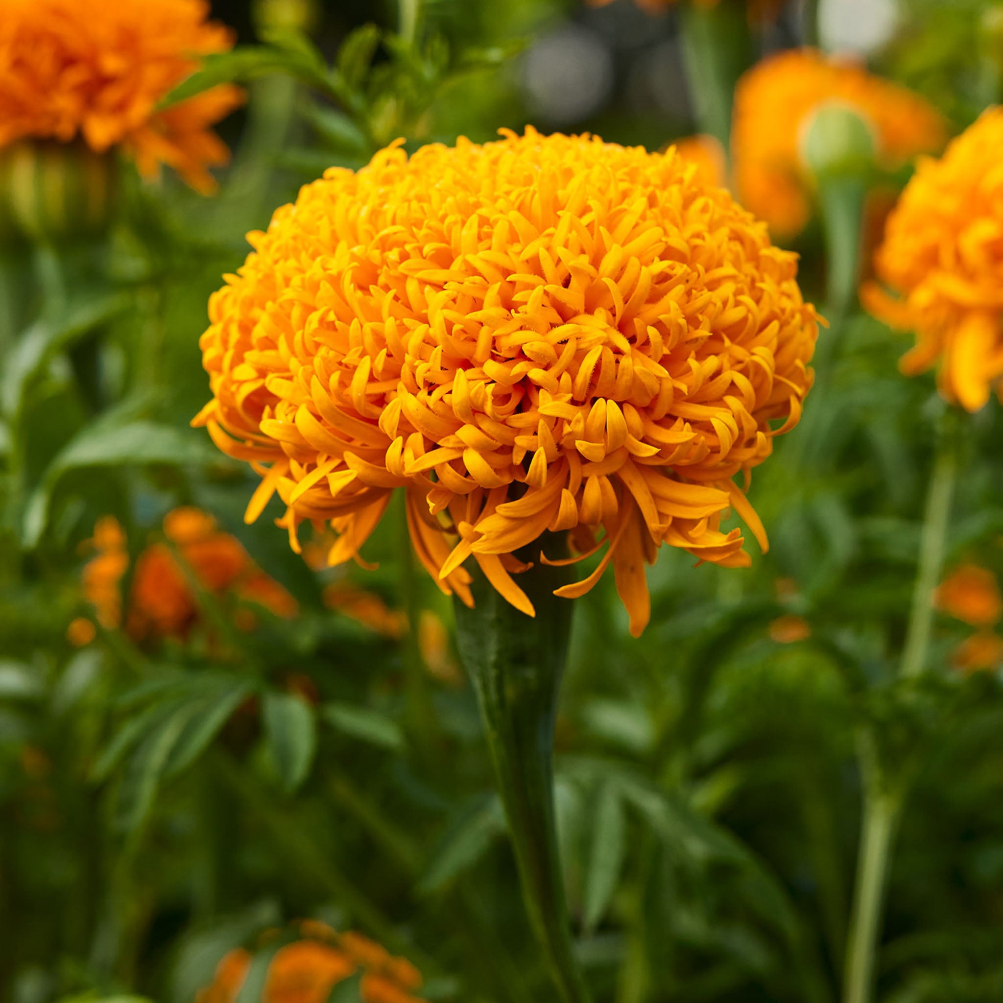 Mission Giant Orange Marigold