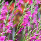 Gladiolus Byzantinus Bulbs