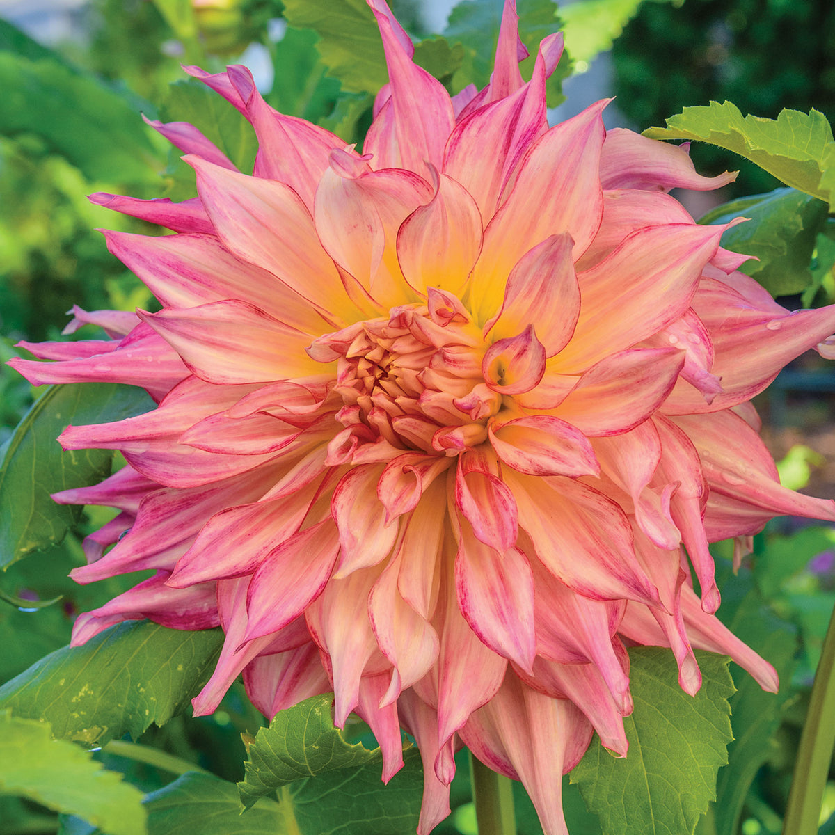 Penhill Watermelon Dahlia Tubers