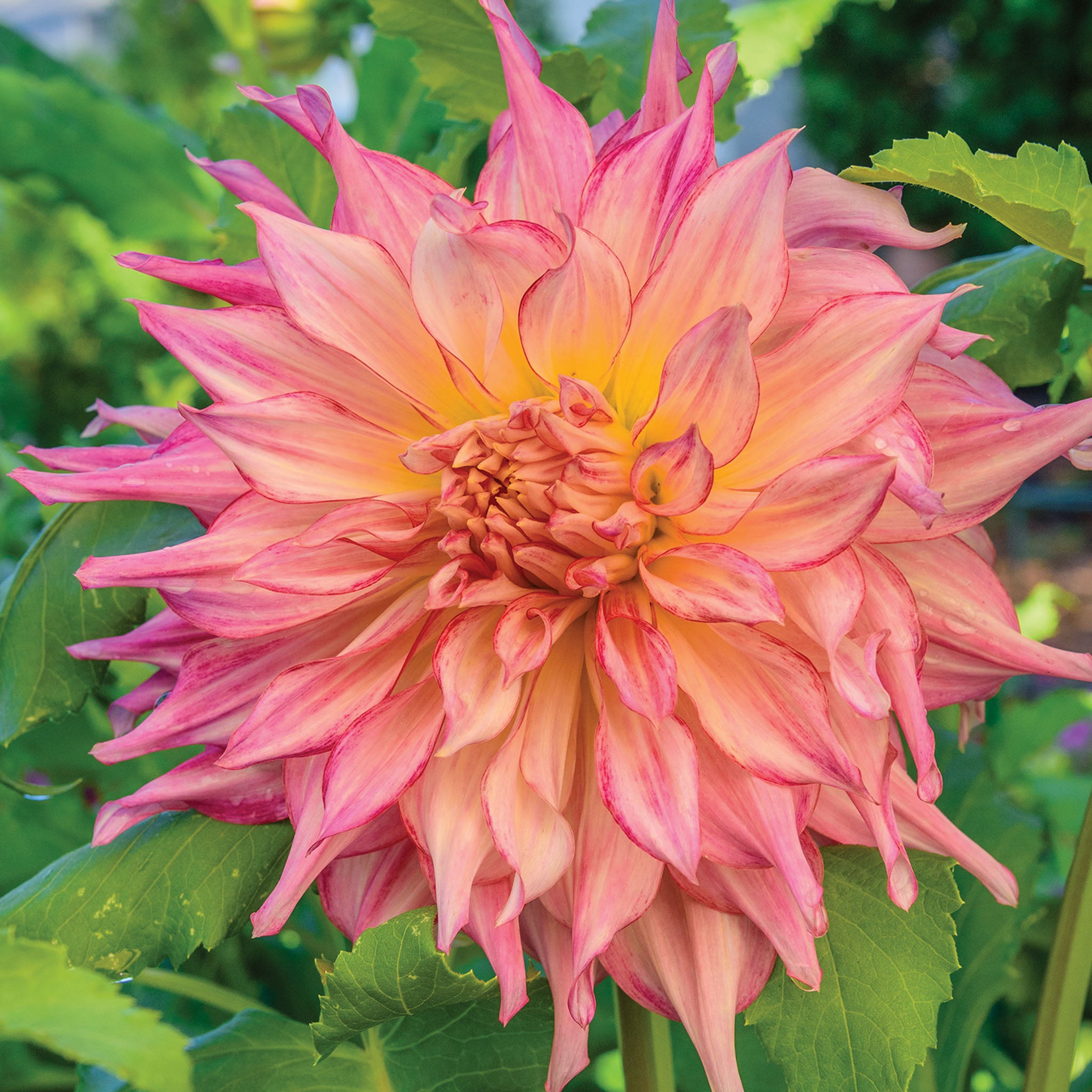 Penhill Watermelon Dahlia Tubers