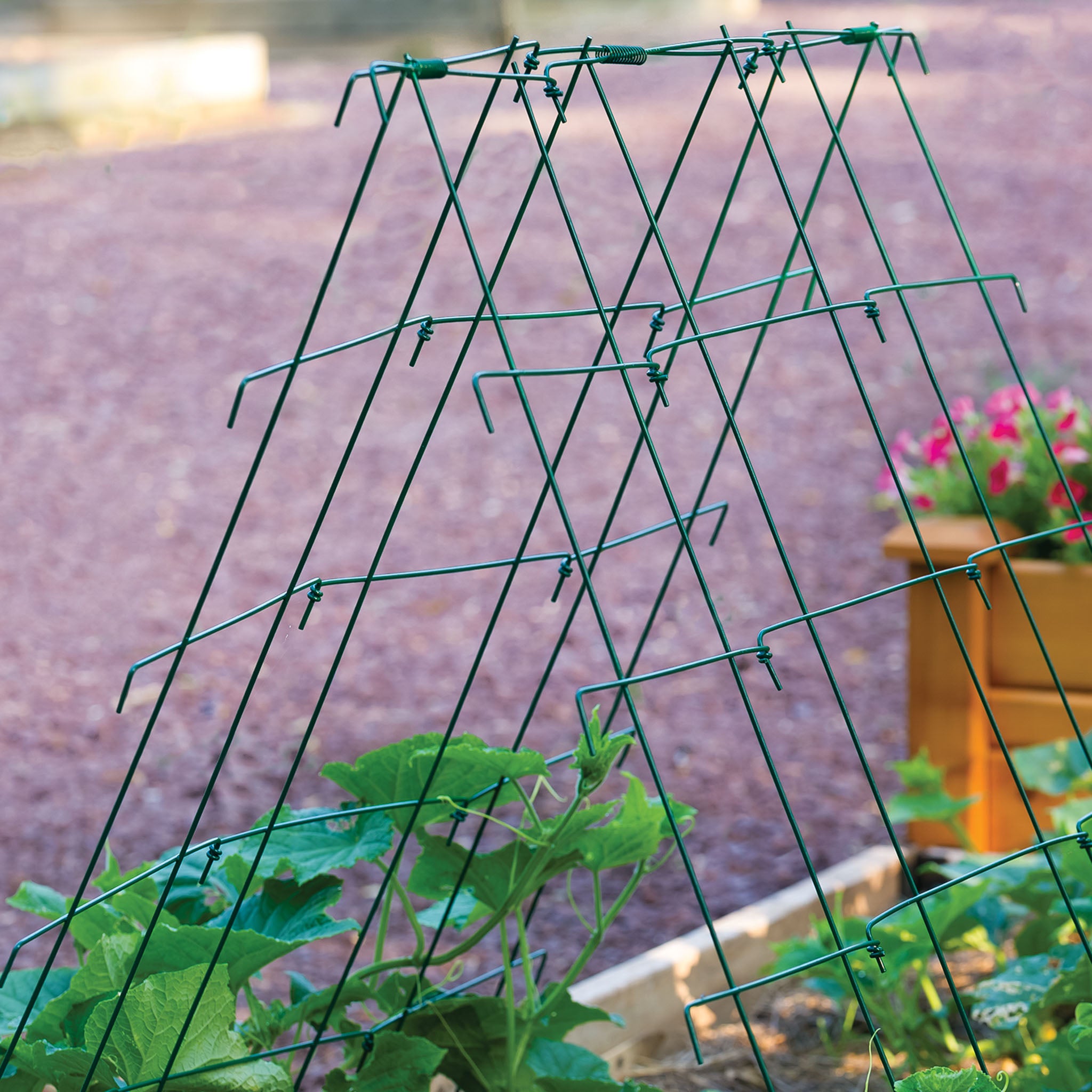 Squash and Cucumber A-Frame