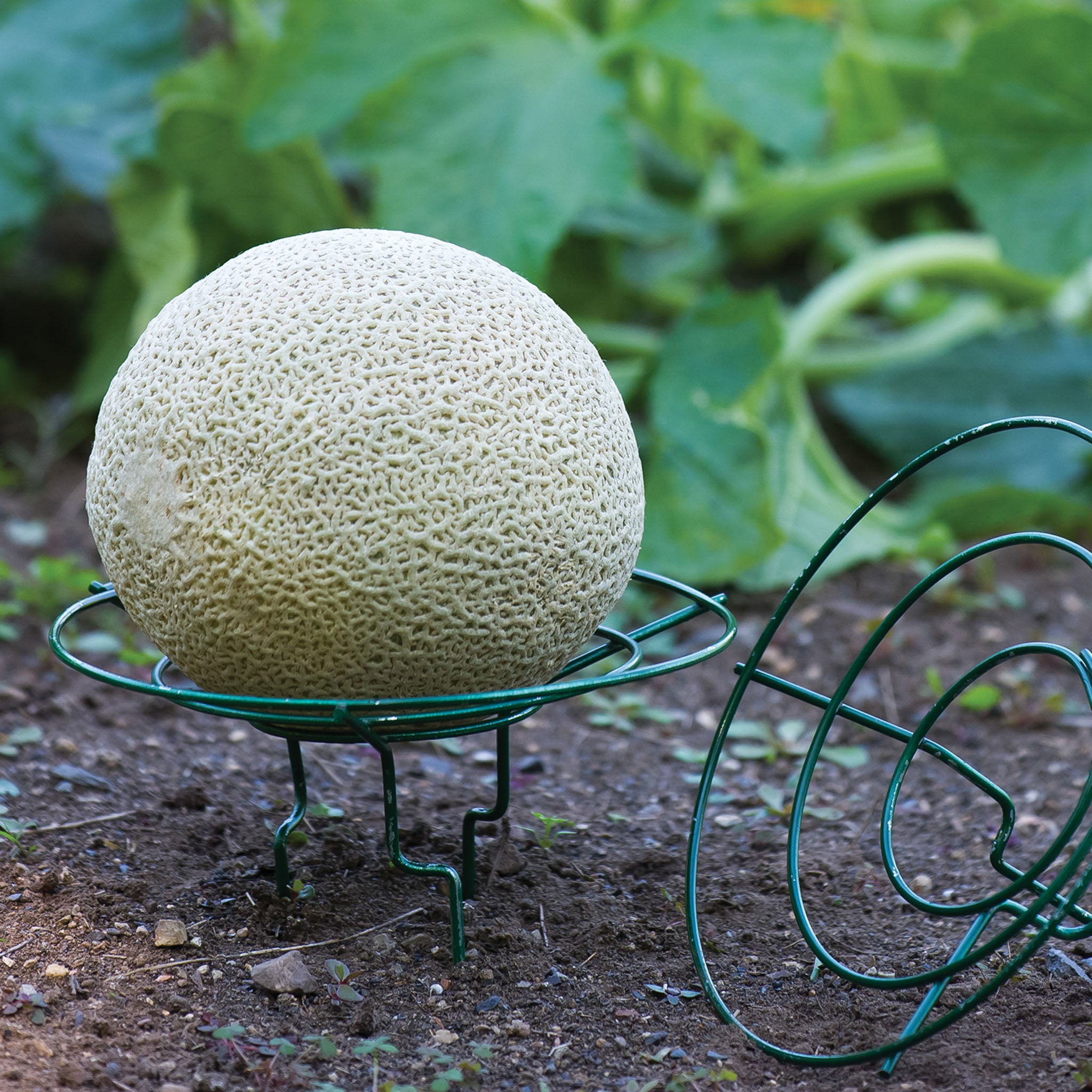 Melon and Squash Cradle