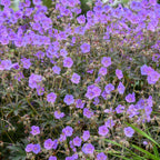 Boom Chocolatta Geranium