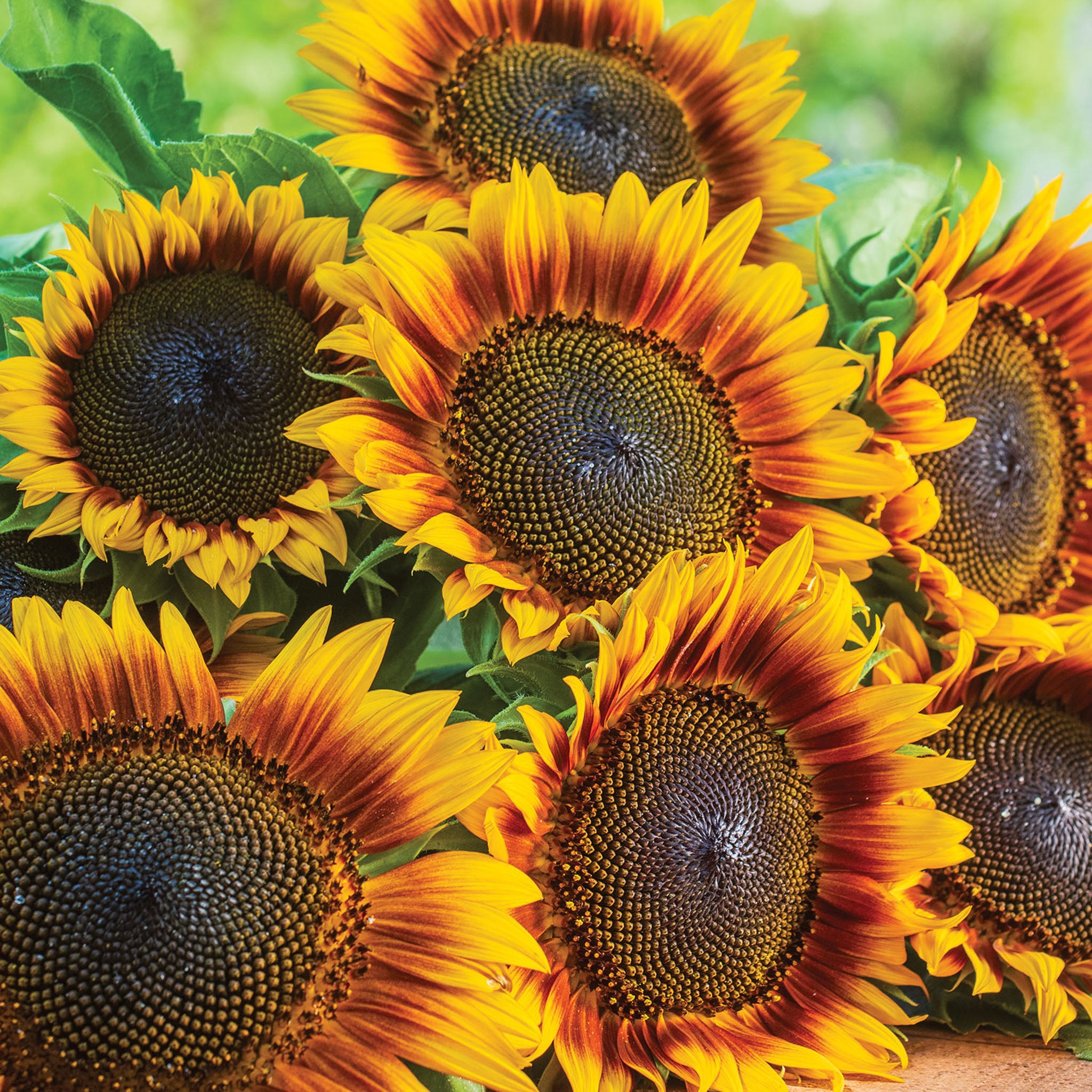 Fire Catcher Sunflower