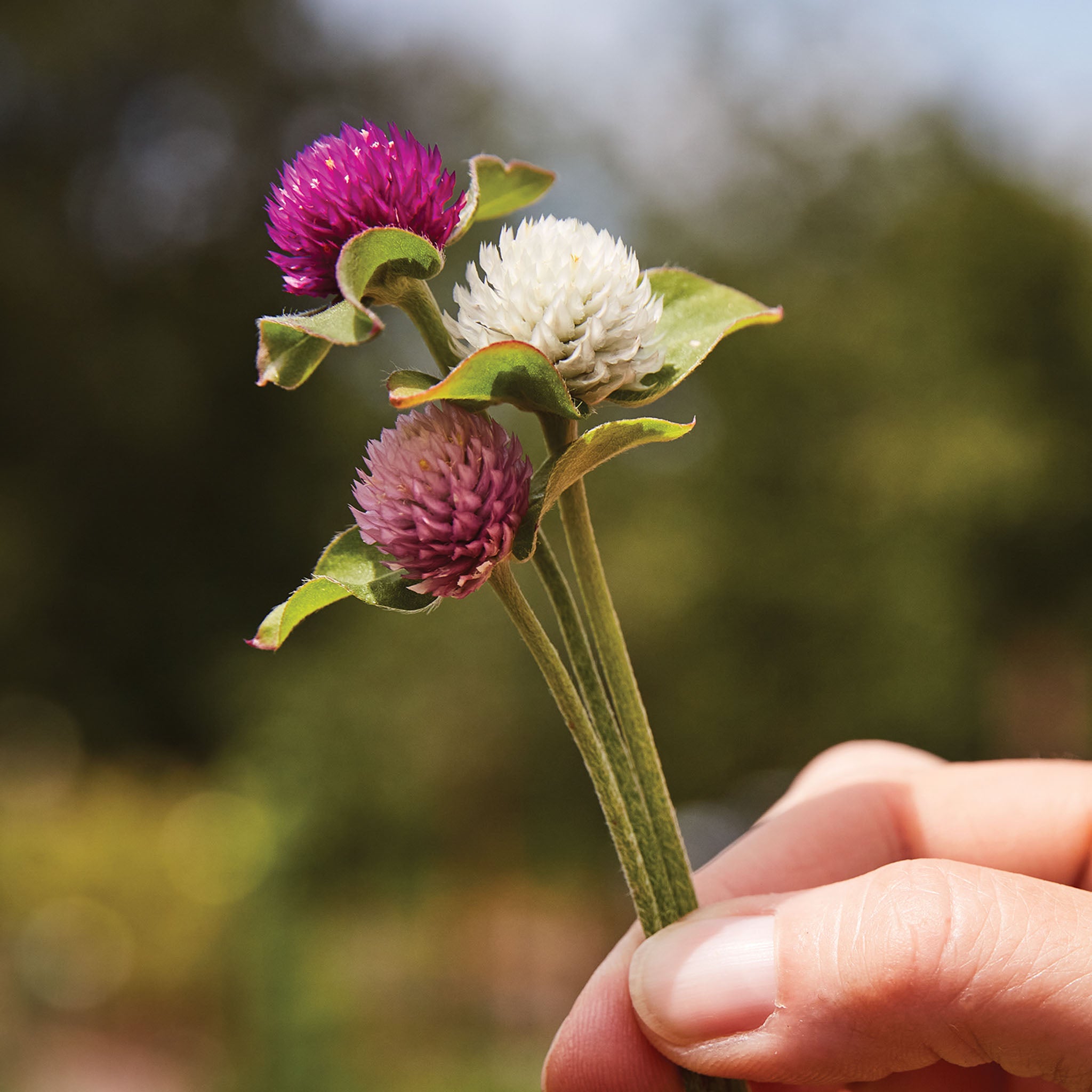 QIS Mix Gomphrena