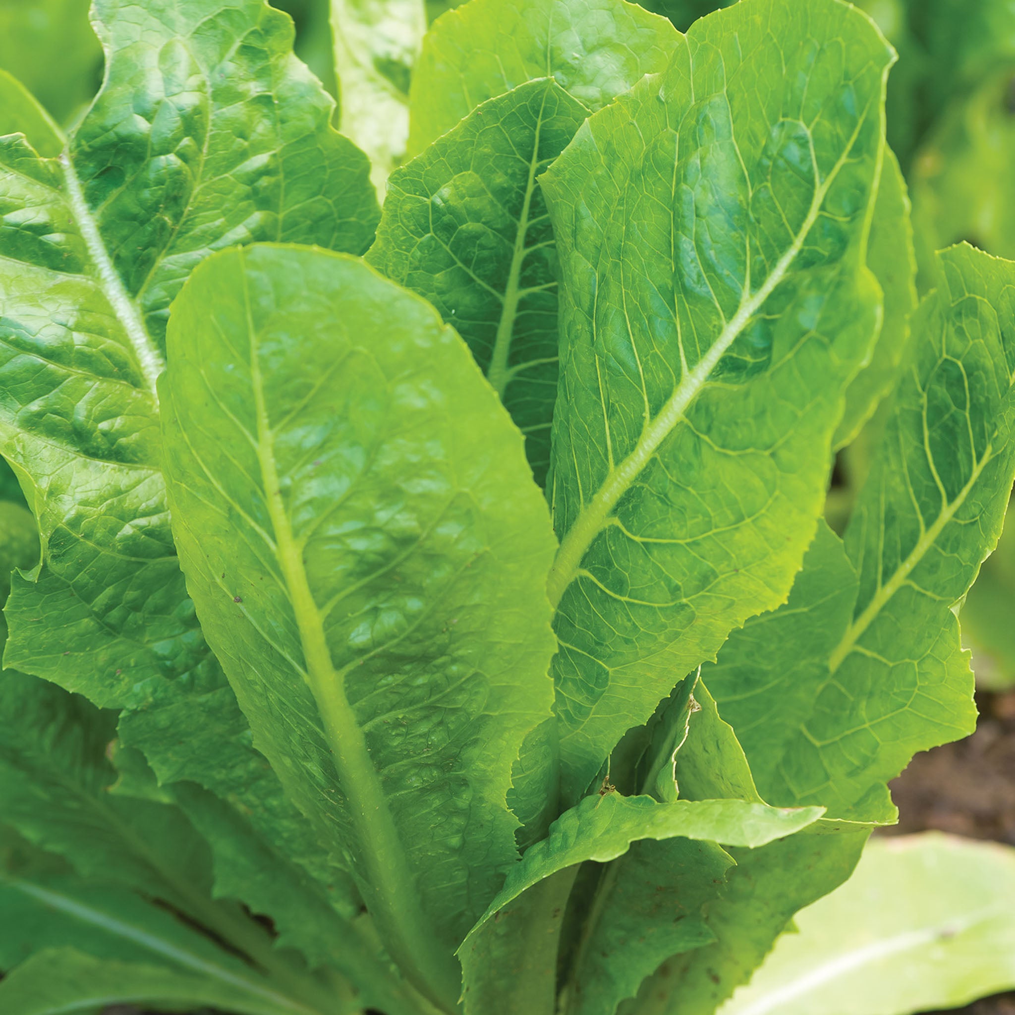 Vivian Lettuce