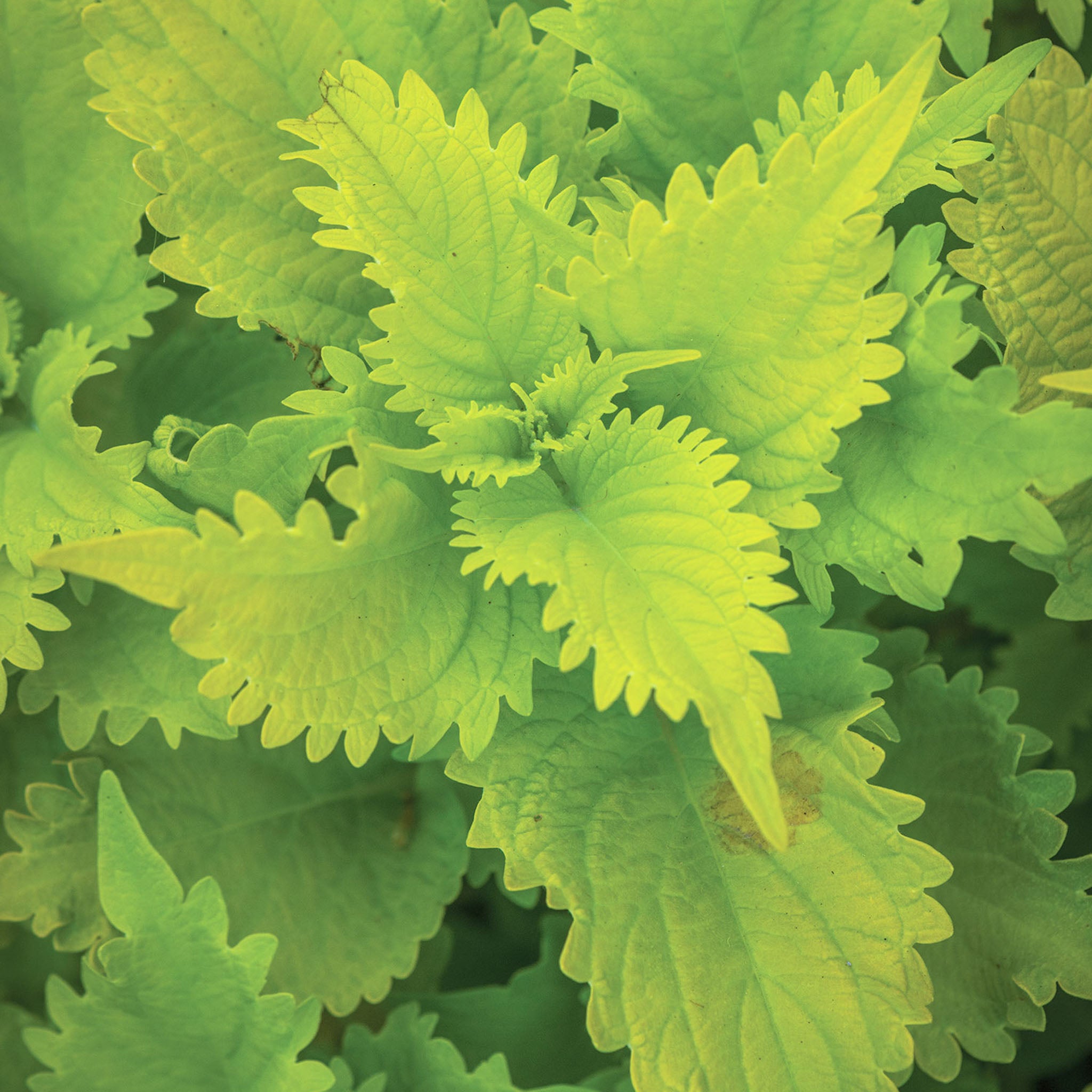 Wasabi Coleus