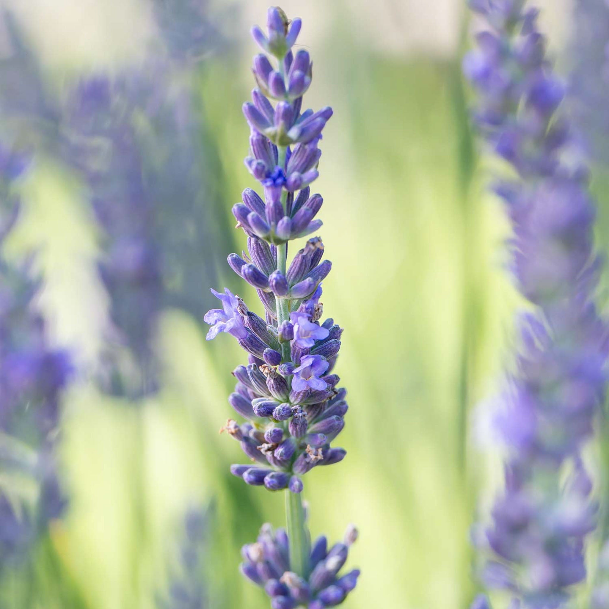 Sensational!® Lavender