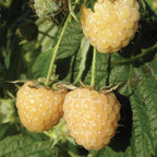 Anne Raspberry Bare Roots