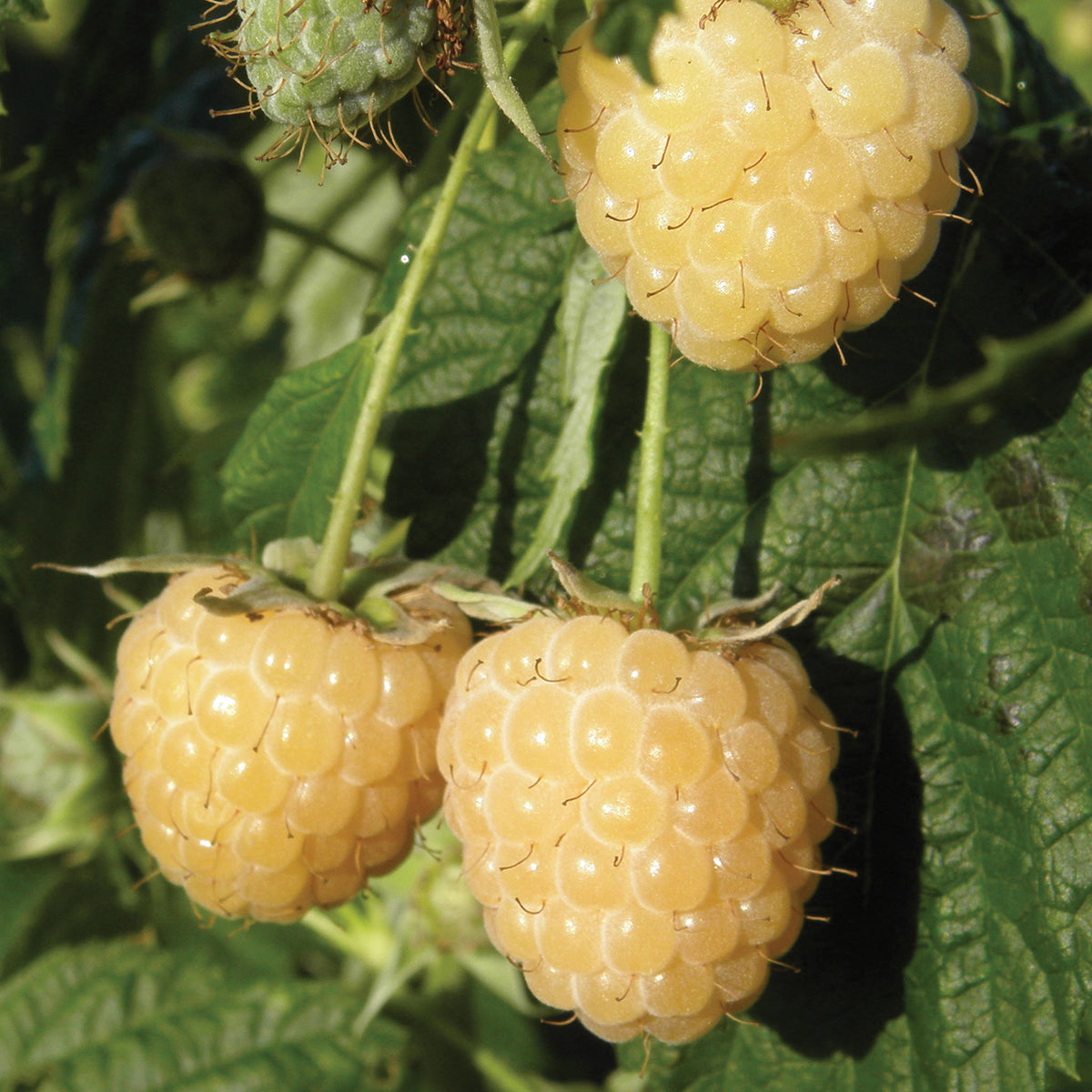 Anne Raspberry Bare Roots