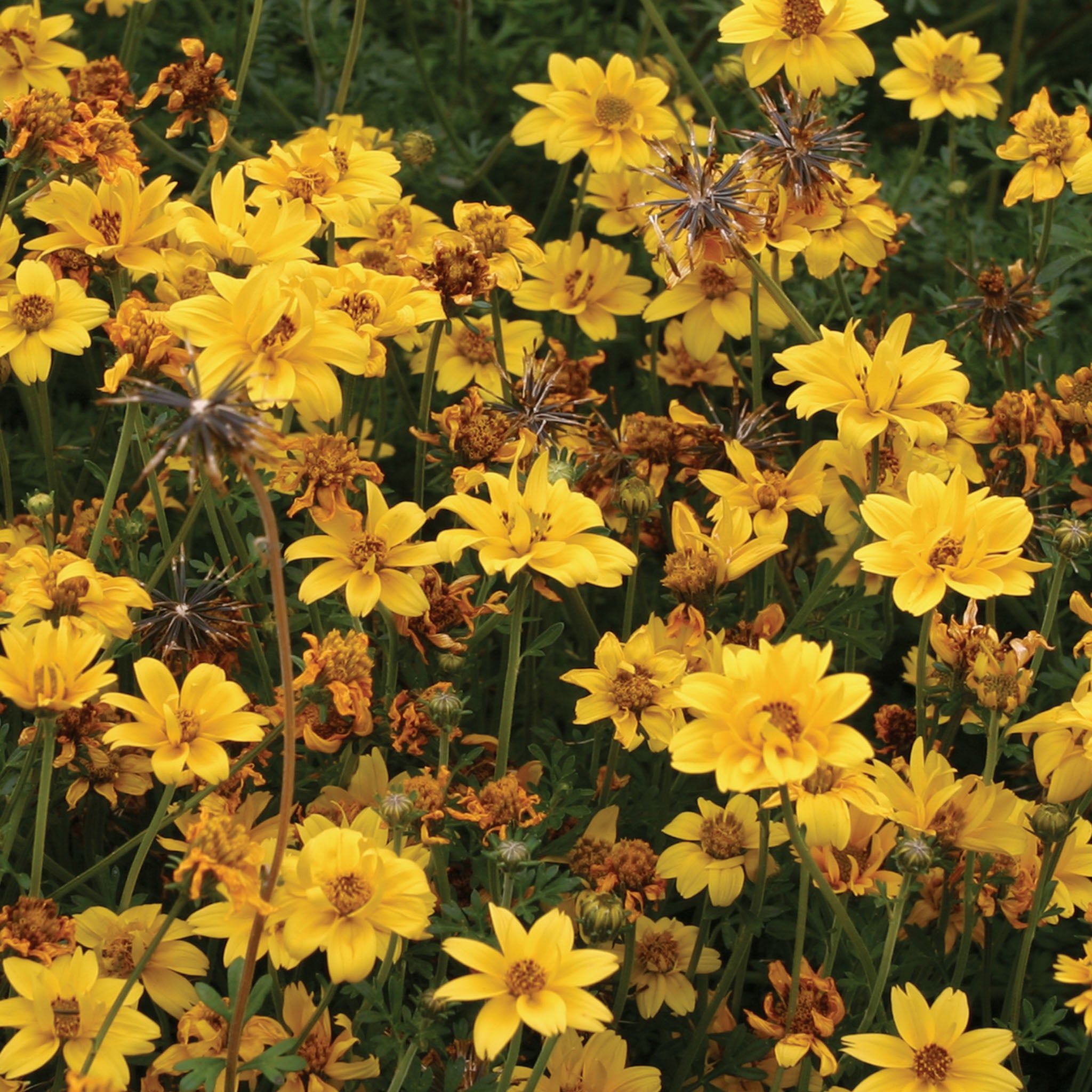 Gold Nuggets Bidens