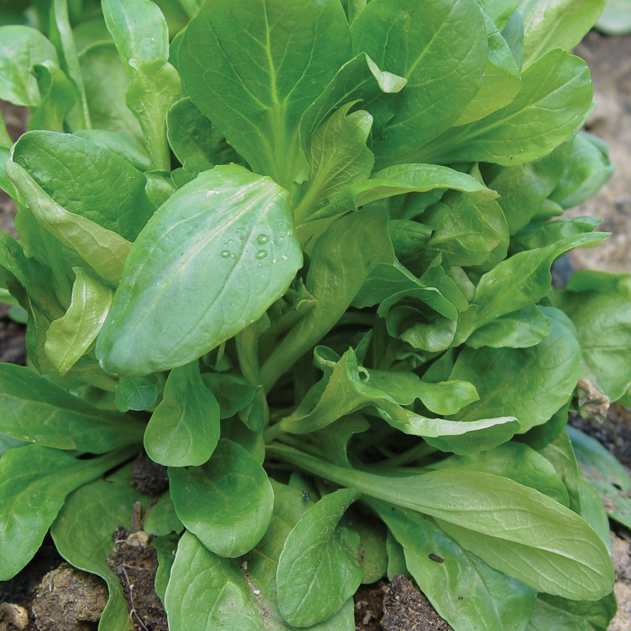 DEtampes Corn Salad (Mache)