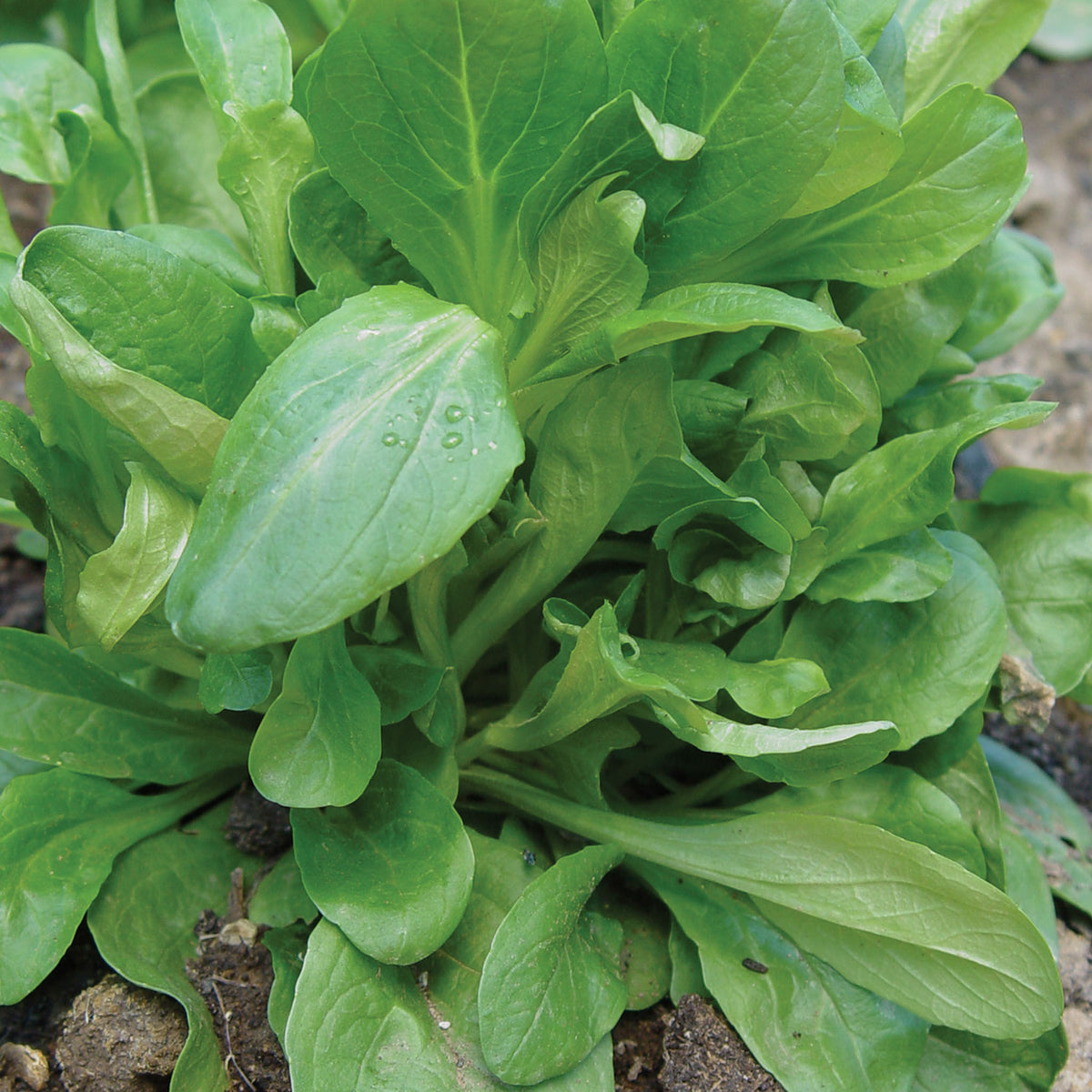 DEtampes Corn Salad (Mache)