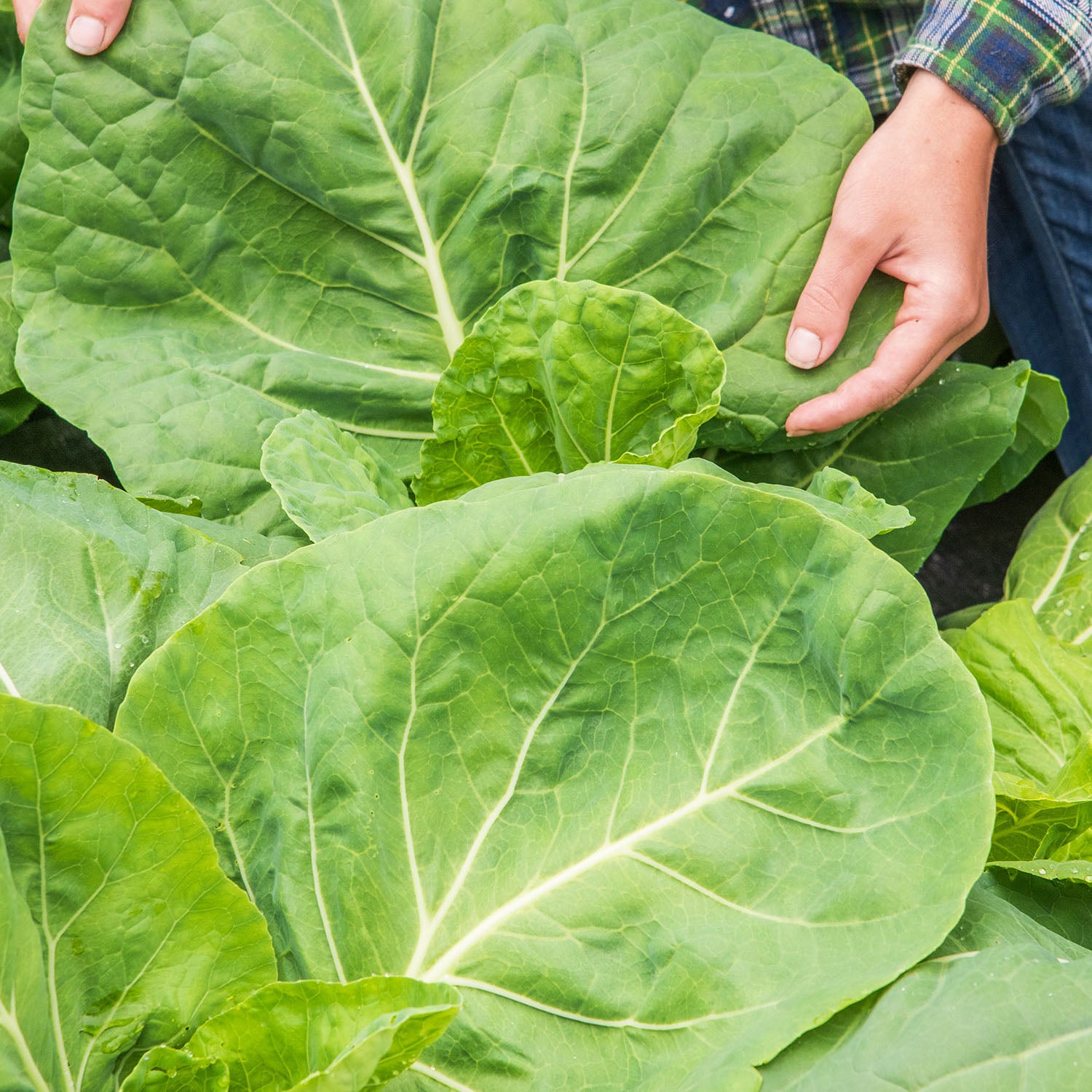 Portuguese Kale