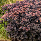 Back in Black Sedum