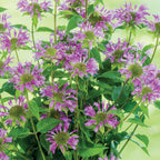 Humdinger Monarda Fistulosa
