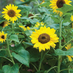 Sunfinity Sunflower