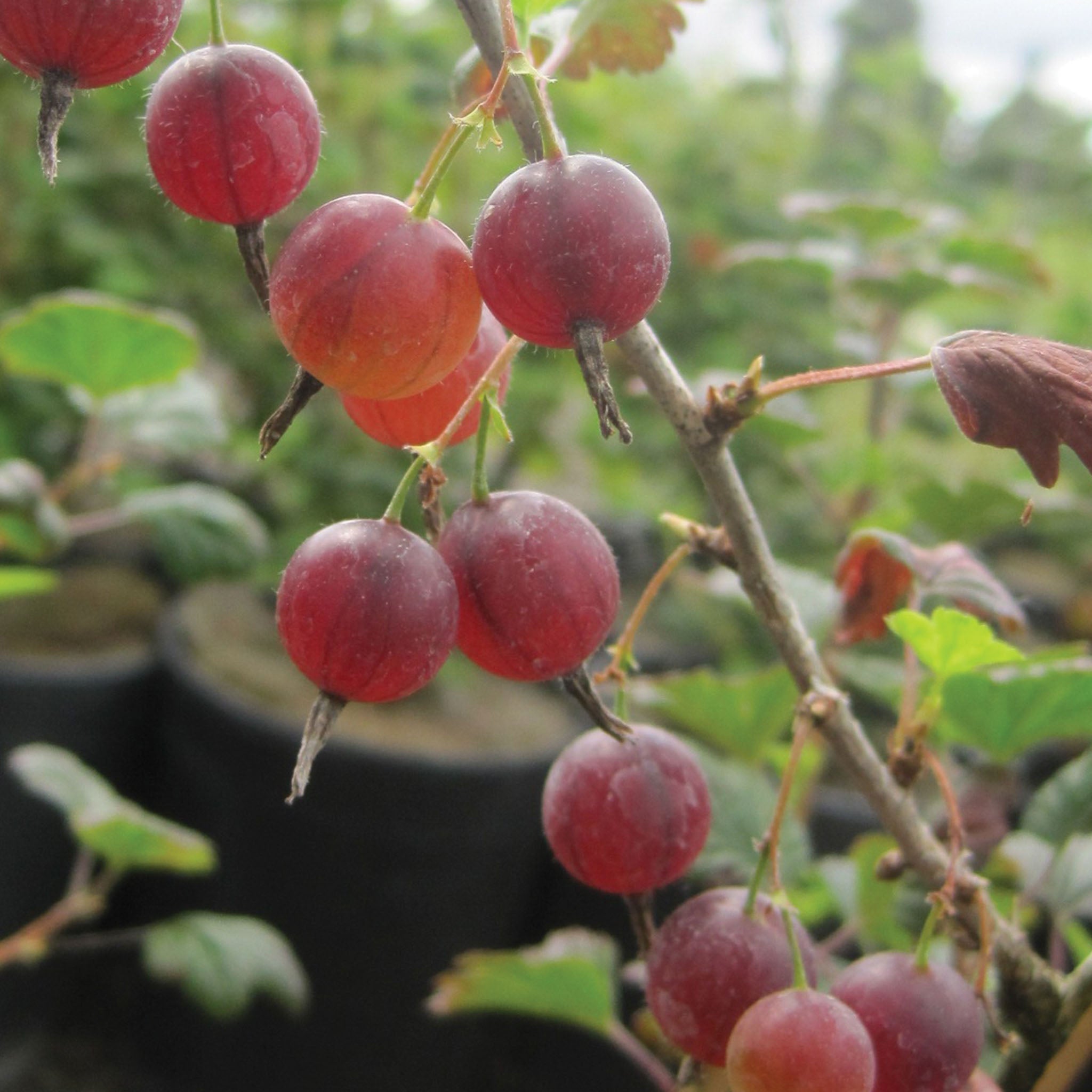 Hinnomaki Red Gooseberry