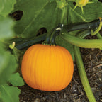 Kandy Korn Plus Pumpkin