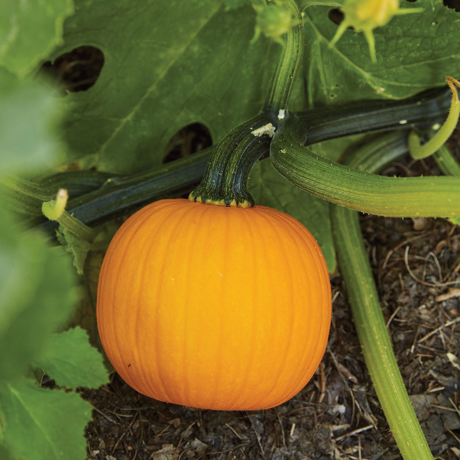 Kandy Korn Plus Pumpkin