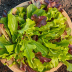 Gourmet Blend Lettuce