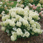 Puffer Fish Hydrangea