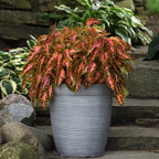 Coral Candy Coleus