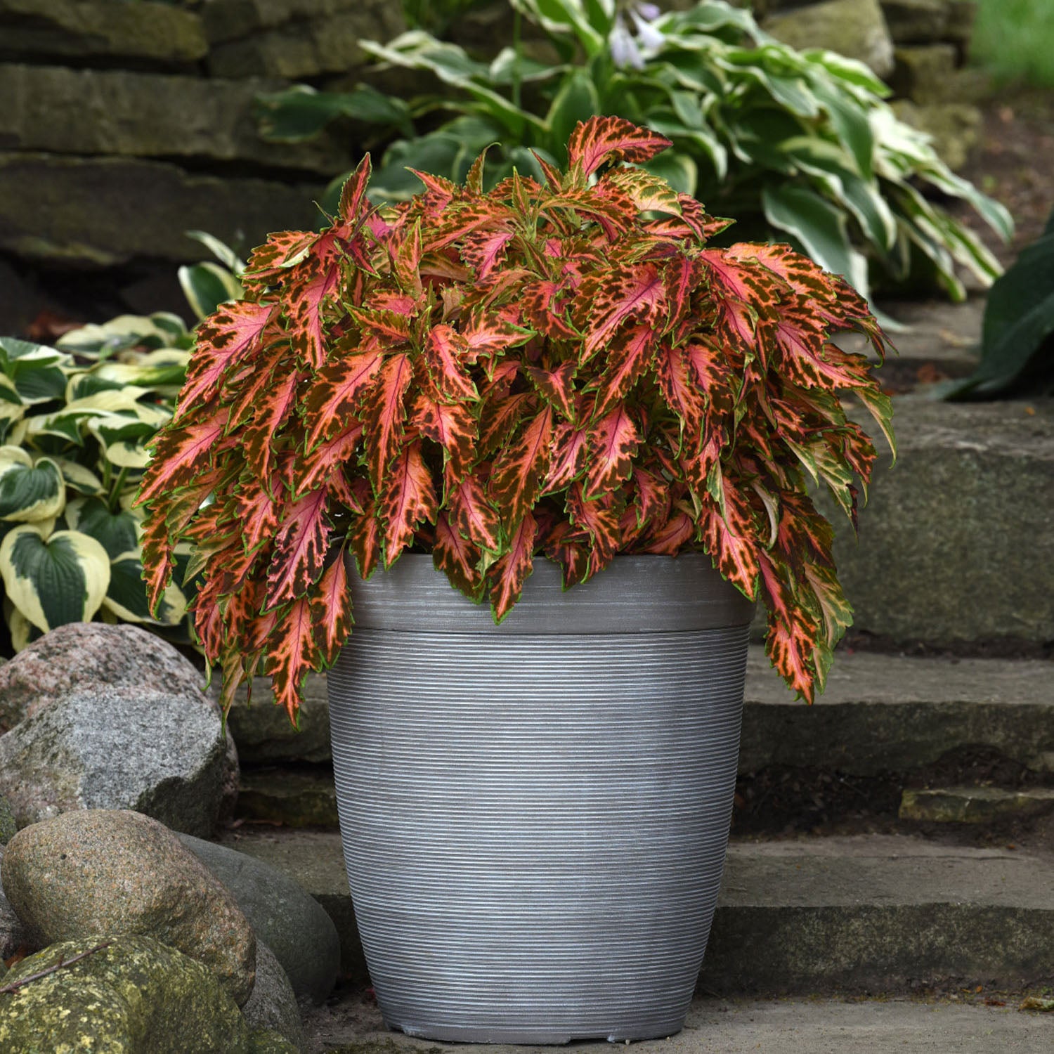 Coral Candy Coleus