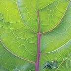 Red Winter Organic Kale
