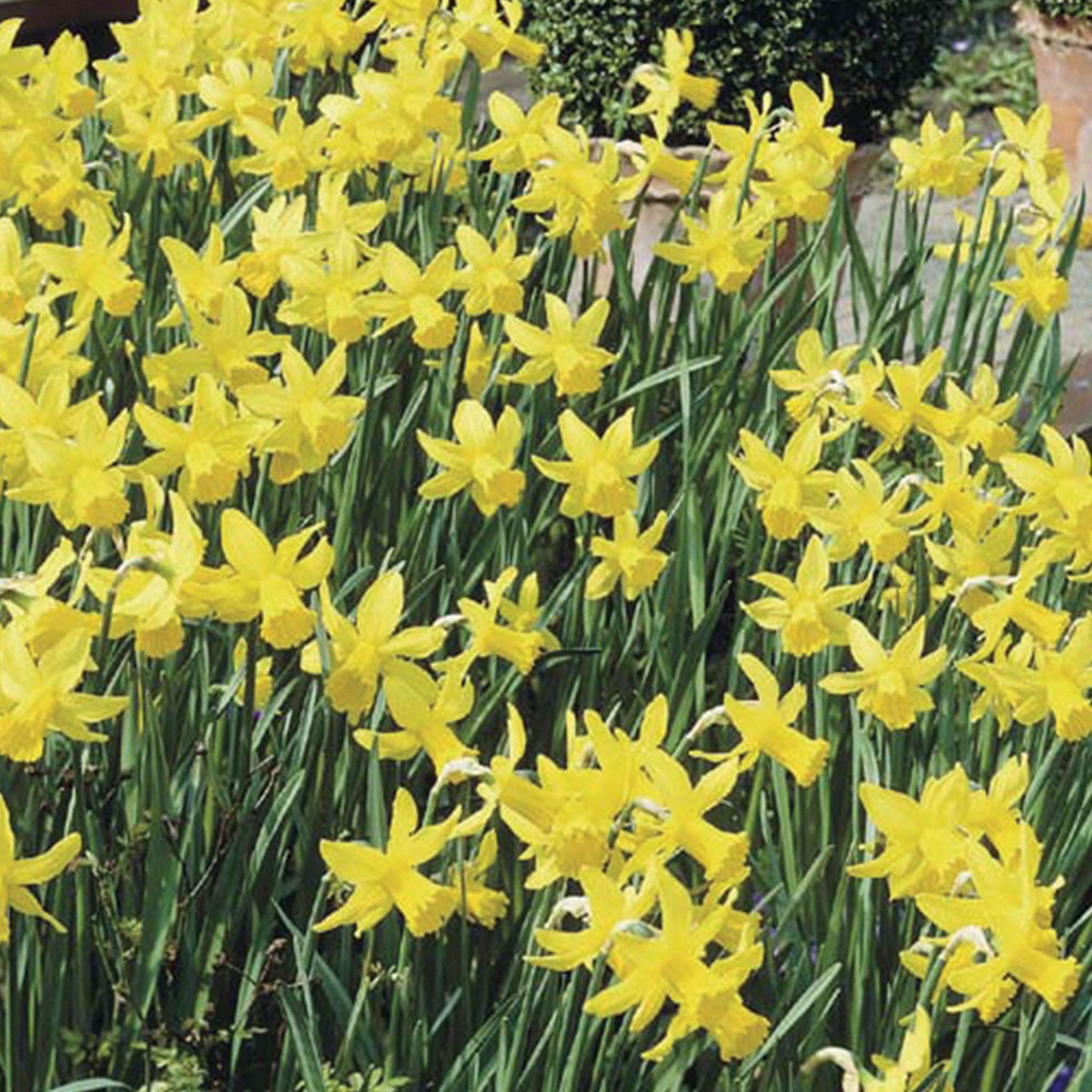 February Gold Daffodil Bulbs