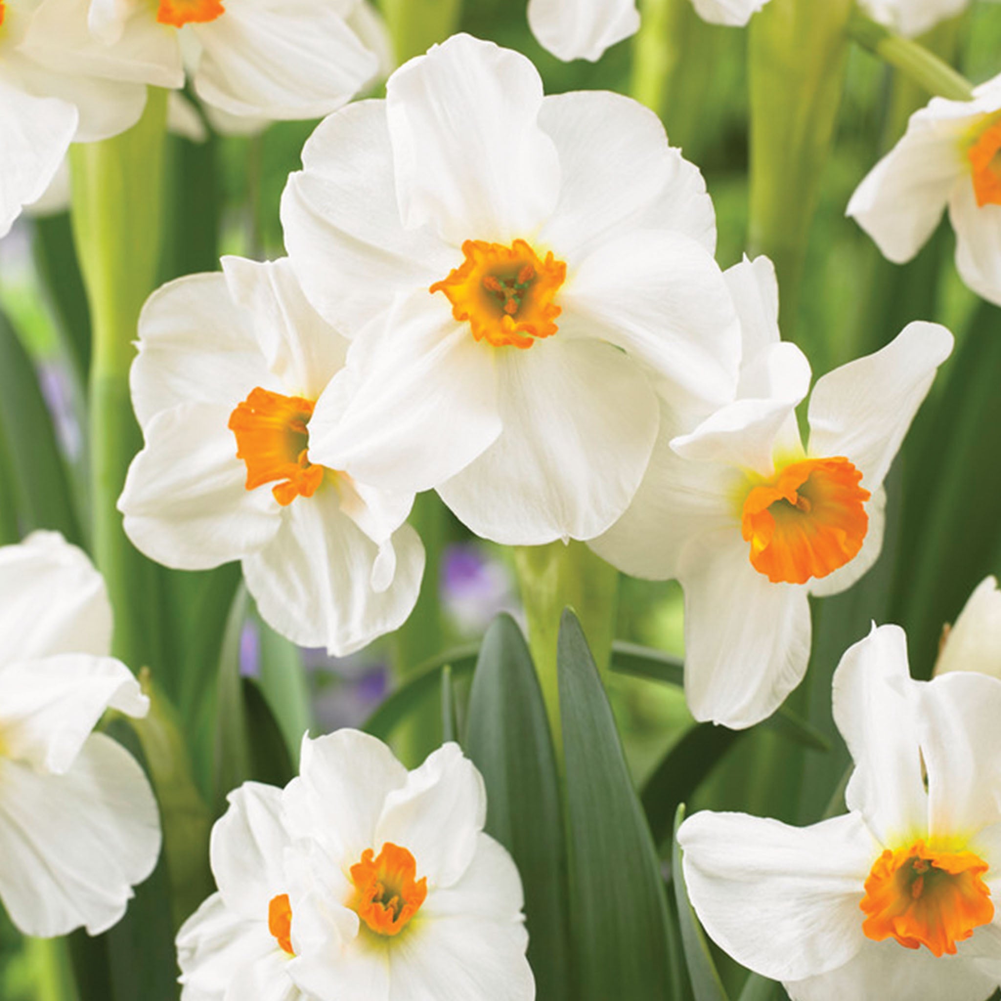 Geranium Daffodil Bulbs