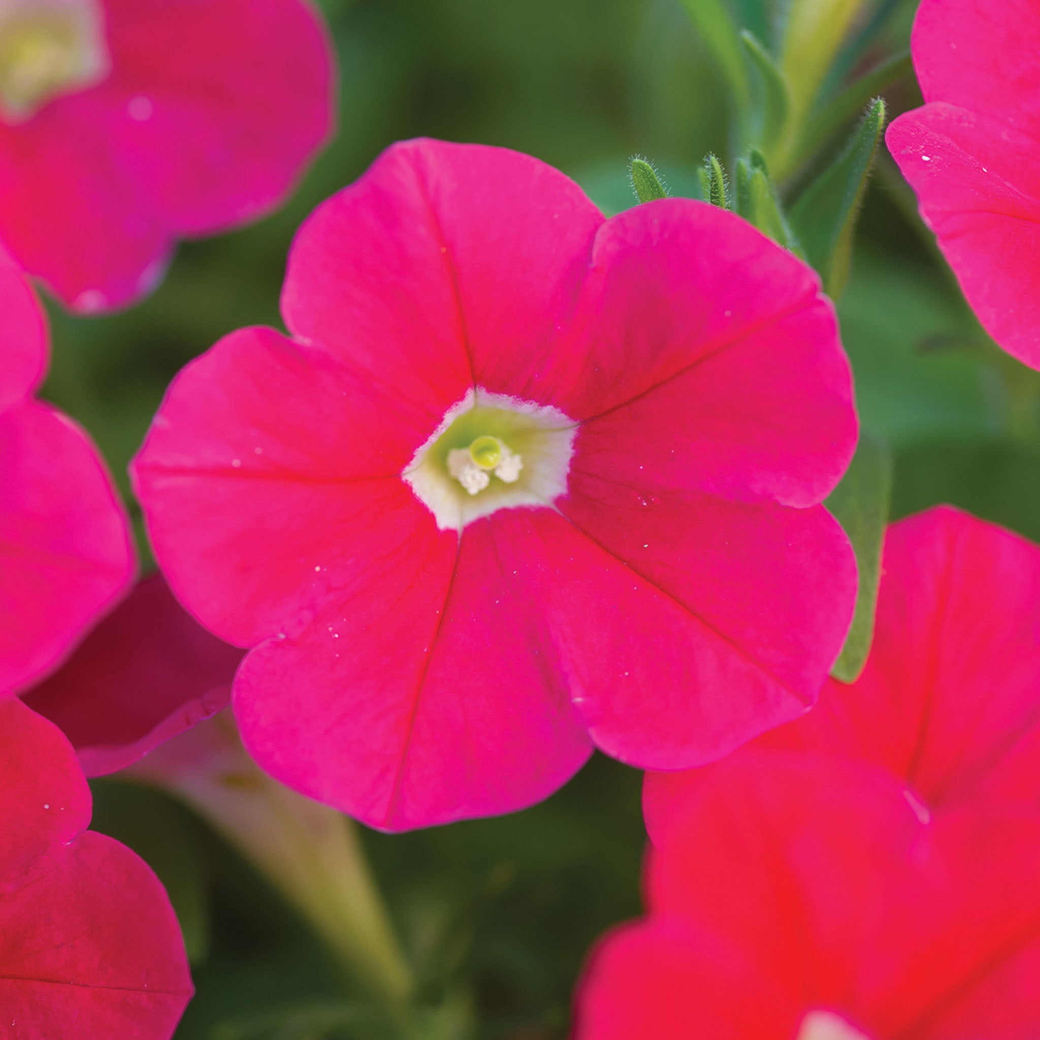 Shock Wave Coral Crush Petunia
