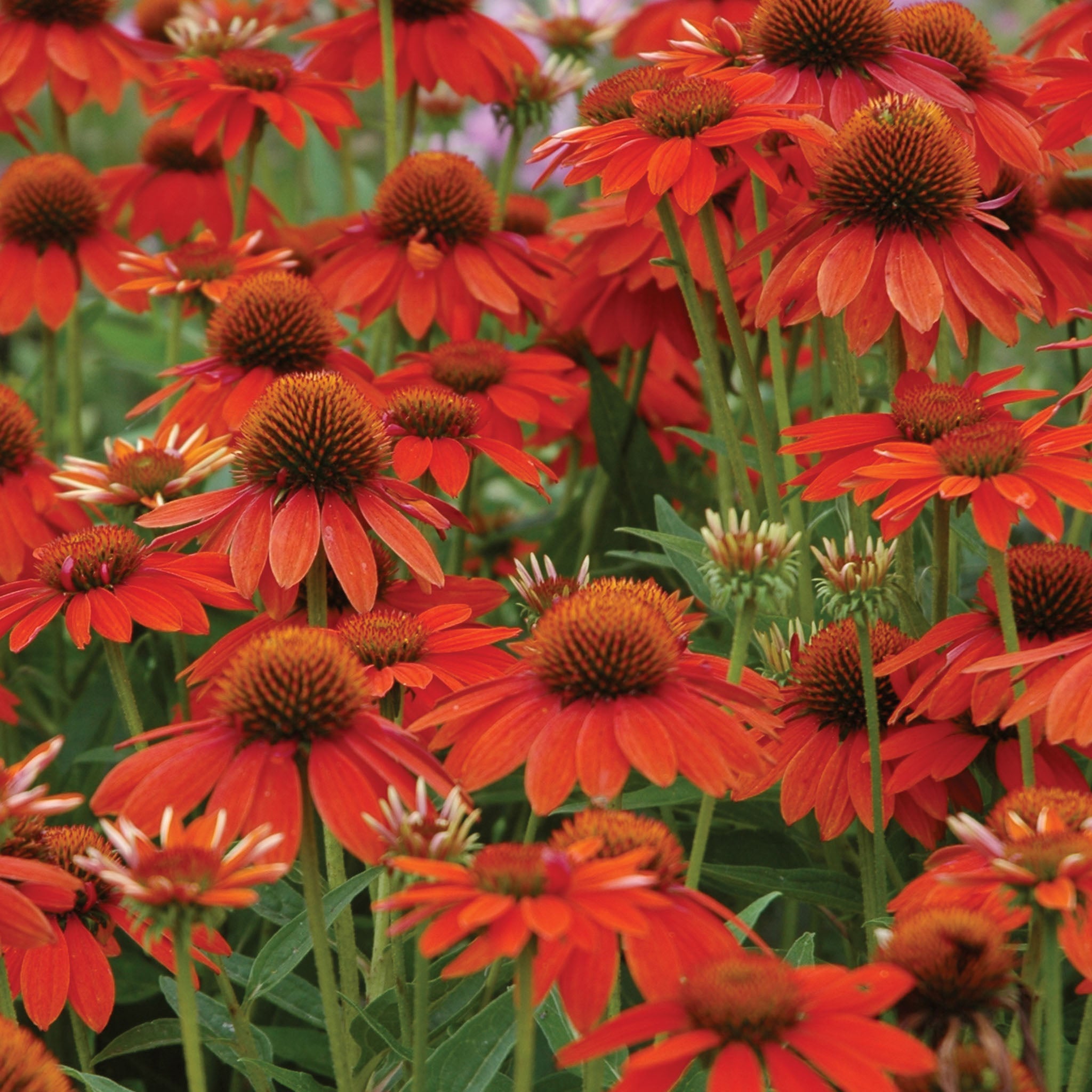 Sombrero Adobe Orange Echinacea