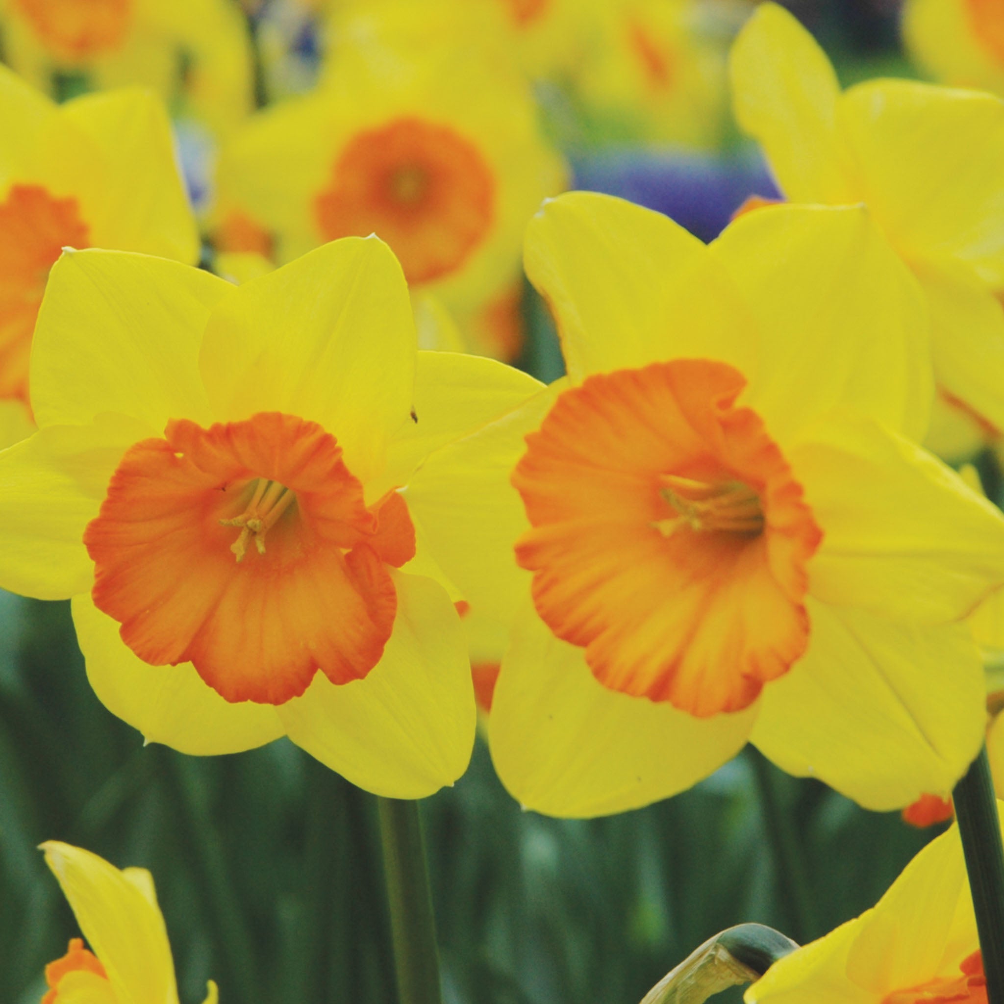 Smiling Maestro Daffodil Bulbs