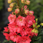 Red Lark Delphinium