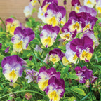 Cool Wave® Raspberry Swirl Pansy